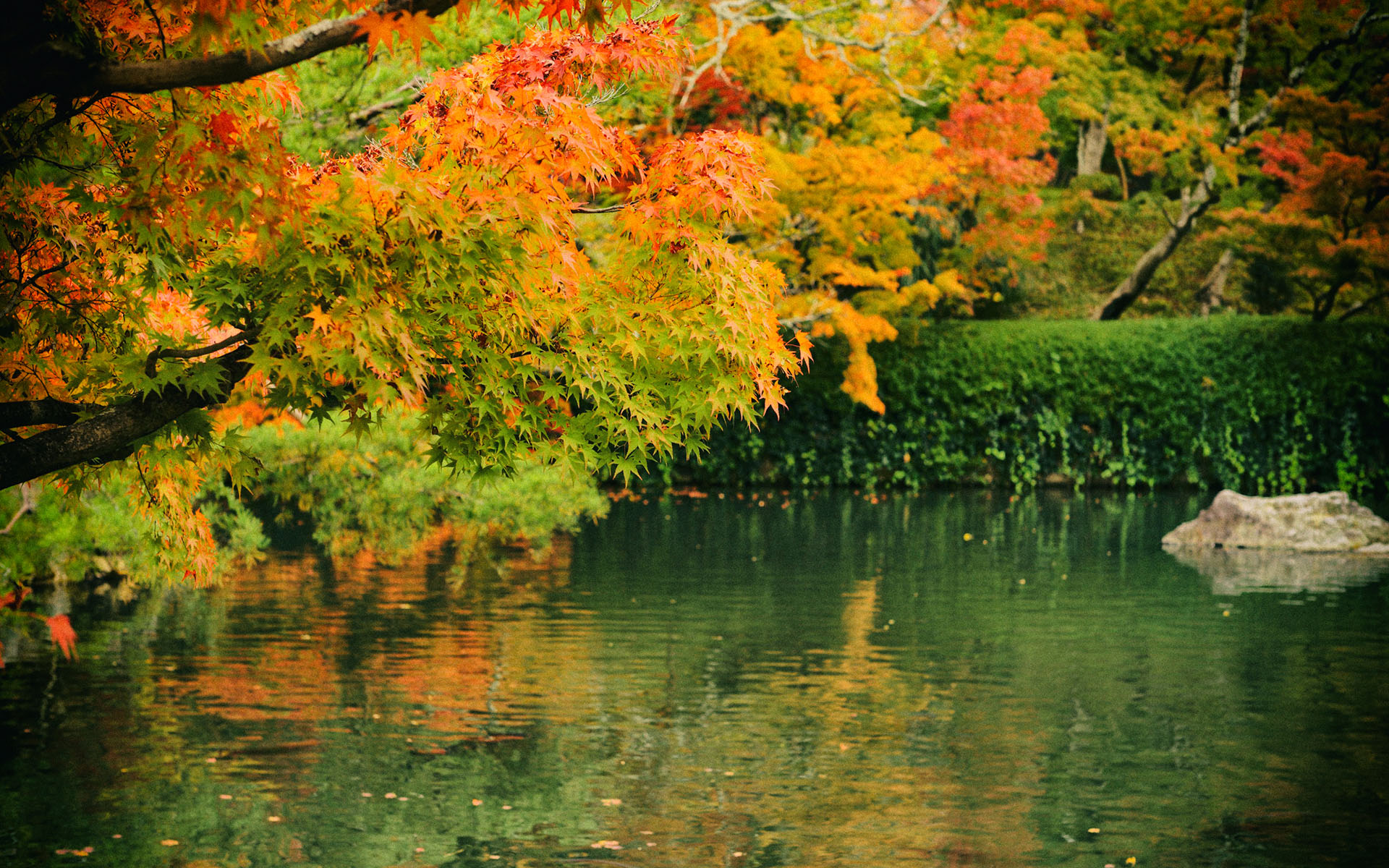 京都紅葉狩