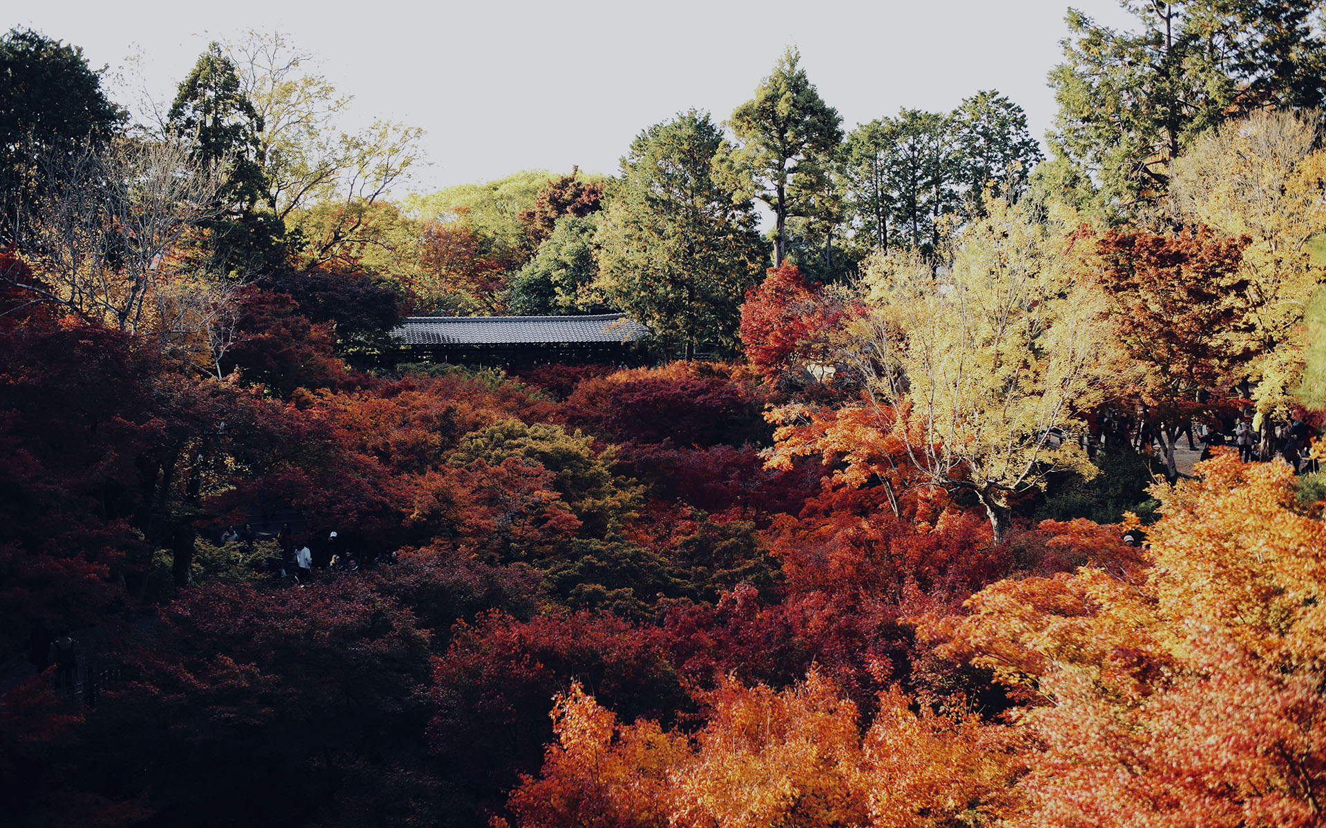 京都紅葉狩